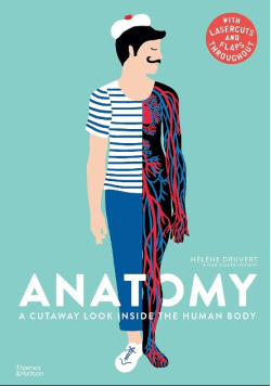Anatomy