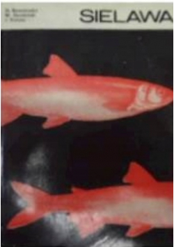Sielawa